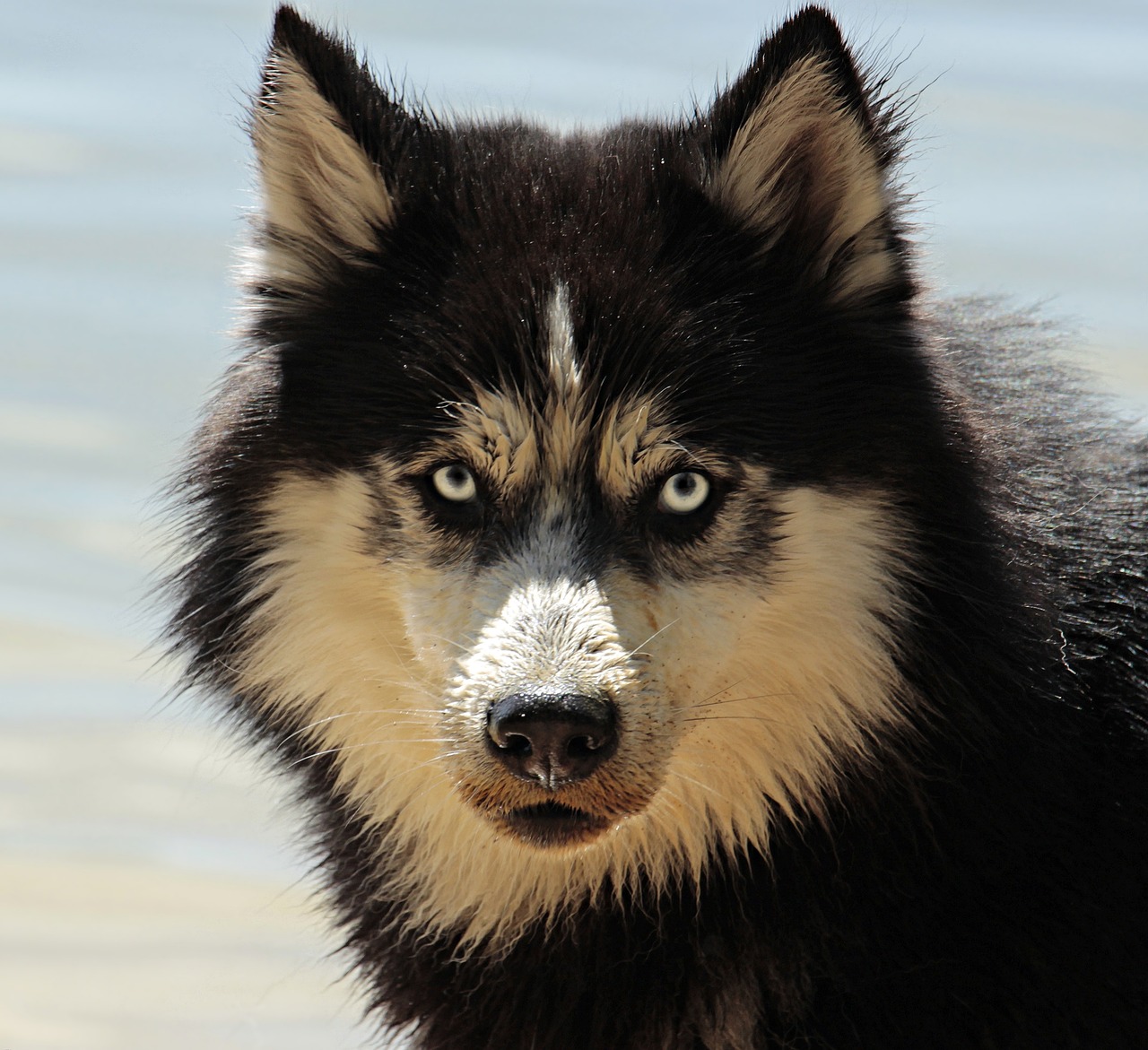 Home Security: How a Dog Can Help